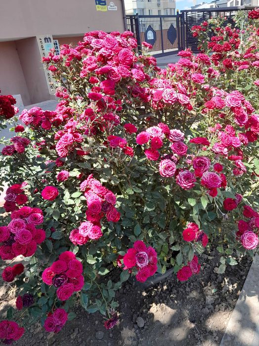 Продам участок в Аркадии. 5 соток. Под жилую застройку.