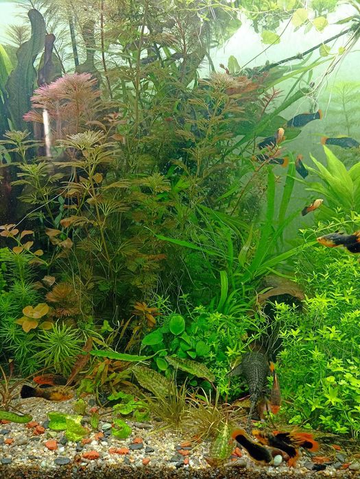 Простые растения для аквариума - Гигрофила, Людвигия , Эхонодорусы др