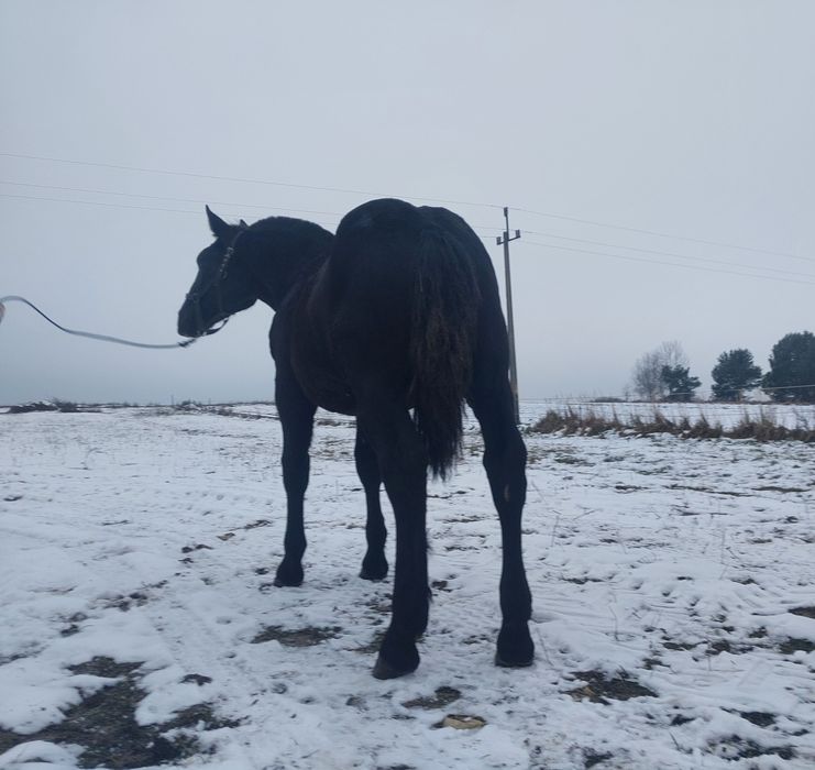 Ogierek zimnokrwisty