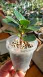 Ficus Green Island  (Ficus Panda)