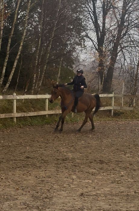 Wydzierżawię cudownego walaszka