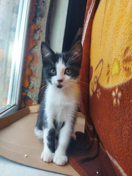 Бестплатно, котики!