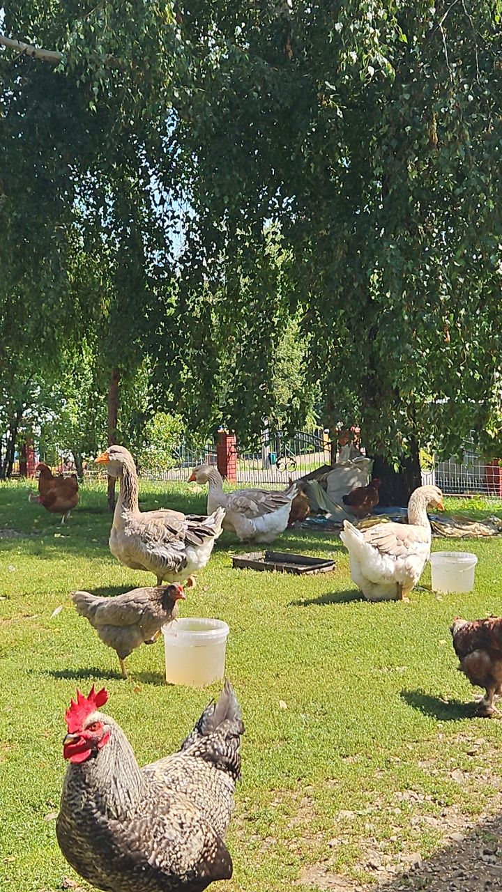 Gęsi tuluskie młode