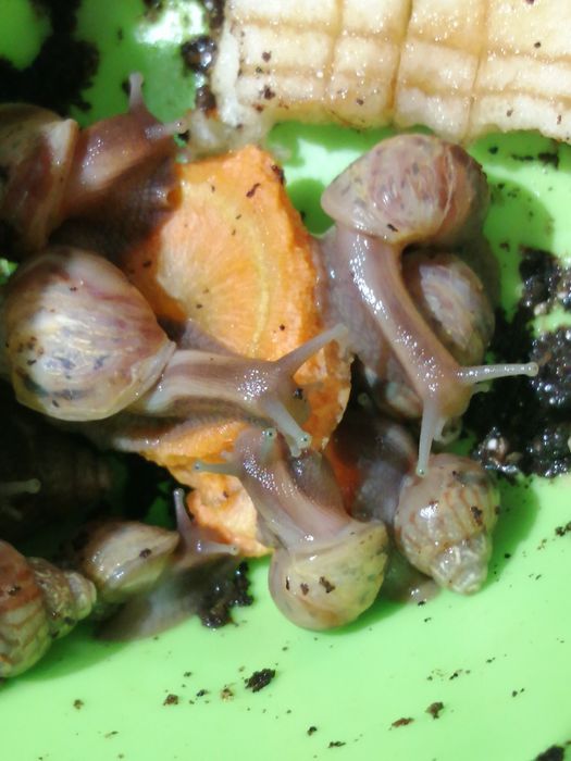 Равлики ахатіни безкоштовно