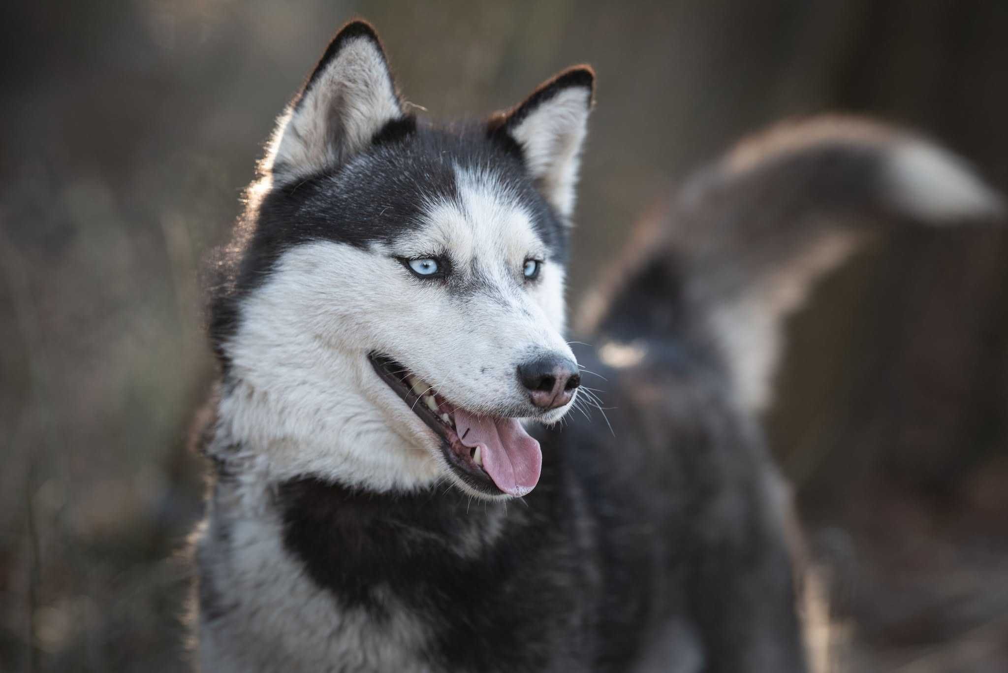 Suczka husky z potencjałem sportowym szuka aktywnego opiekuna. Adopcja