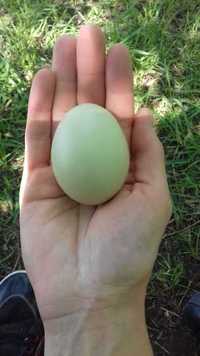 Jaja jajka lęgowe araukana 20szt.