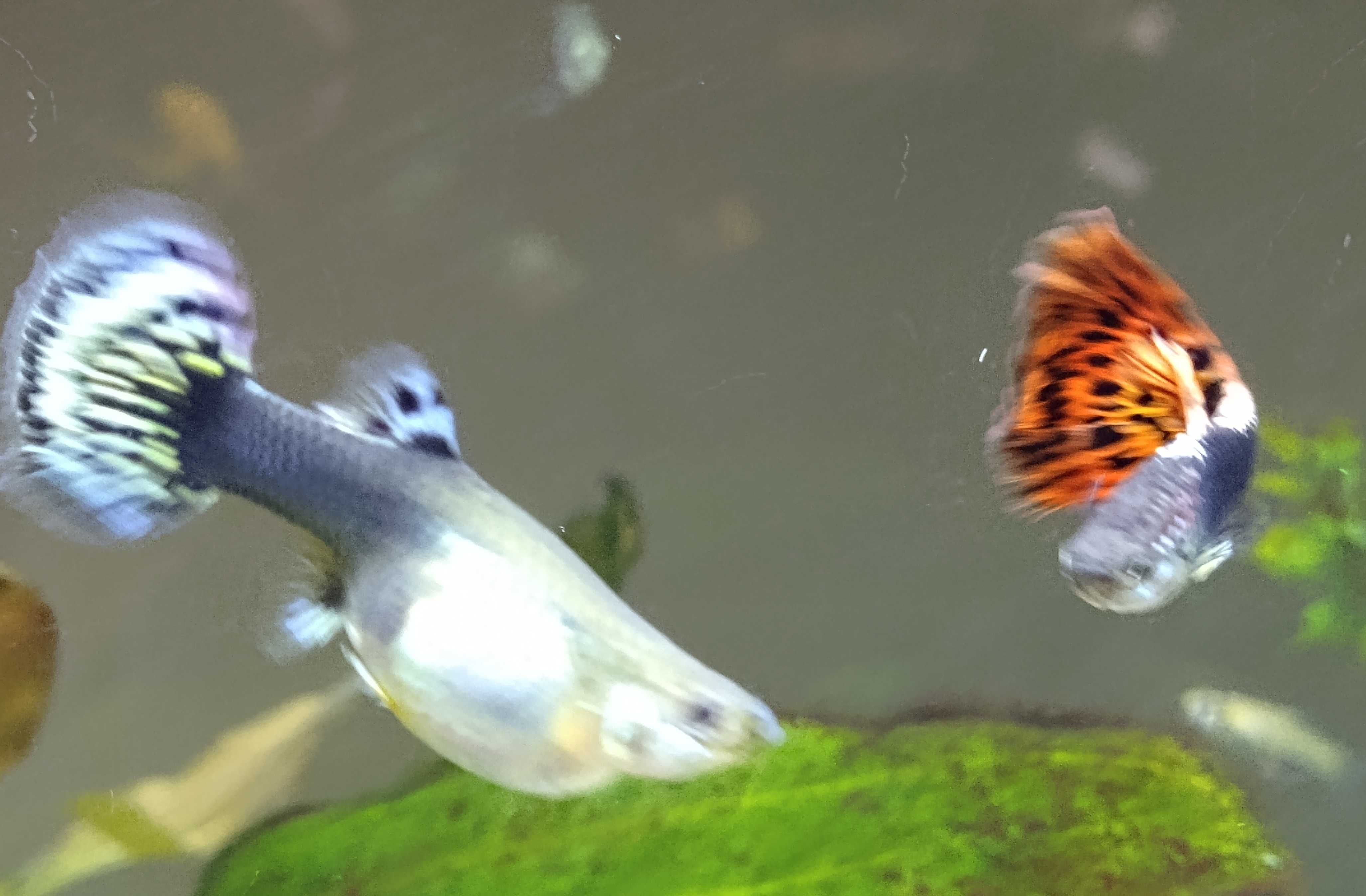 4 guppies red Dragon (macho e fêmea)