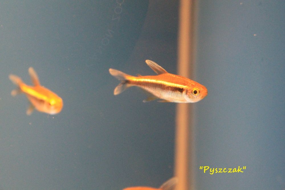 "P" Neon Czarny