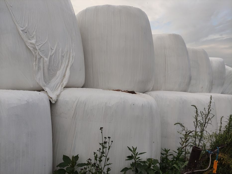 Bele z sianokiszonki i z lucerny.