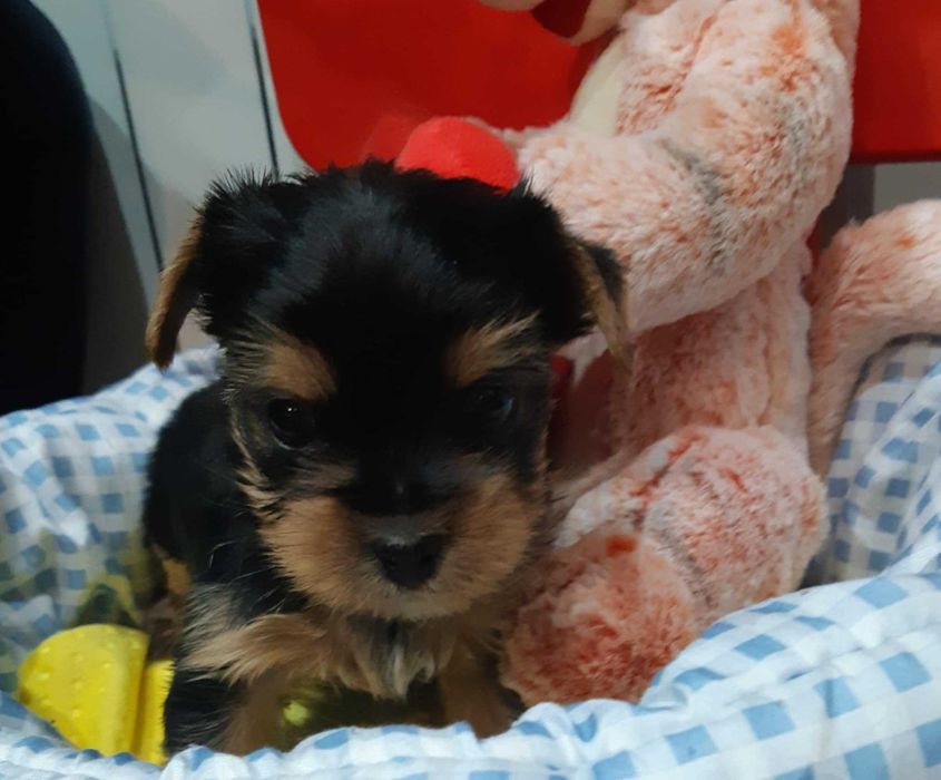 Yorkshire terrier piesek miniaturowy czarno złoty