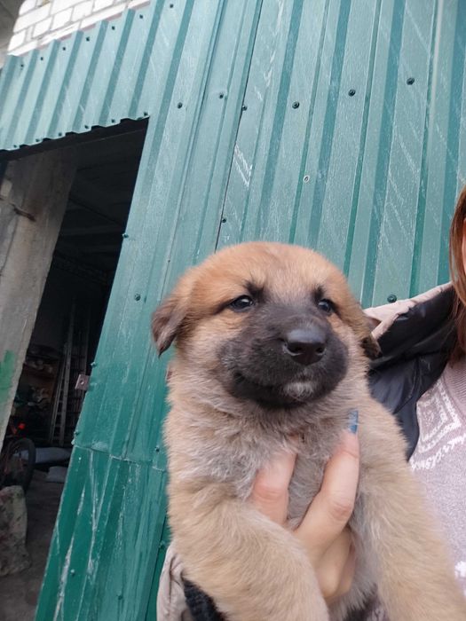 Продам цуценят поміст нім.вівчарки і алабая