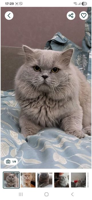 В'язка Шотландський прямоухий