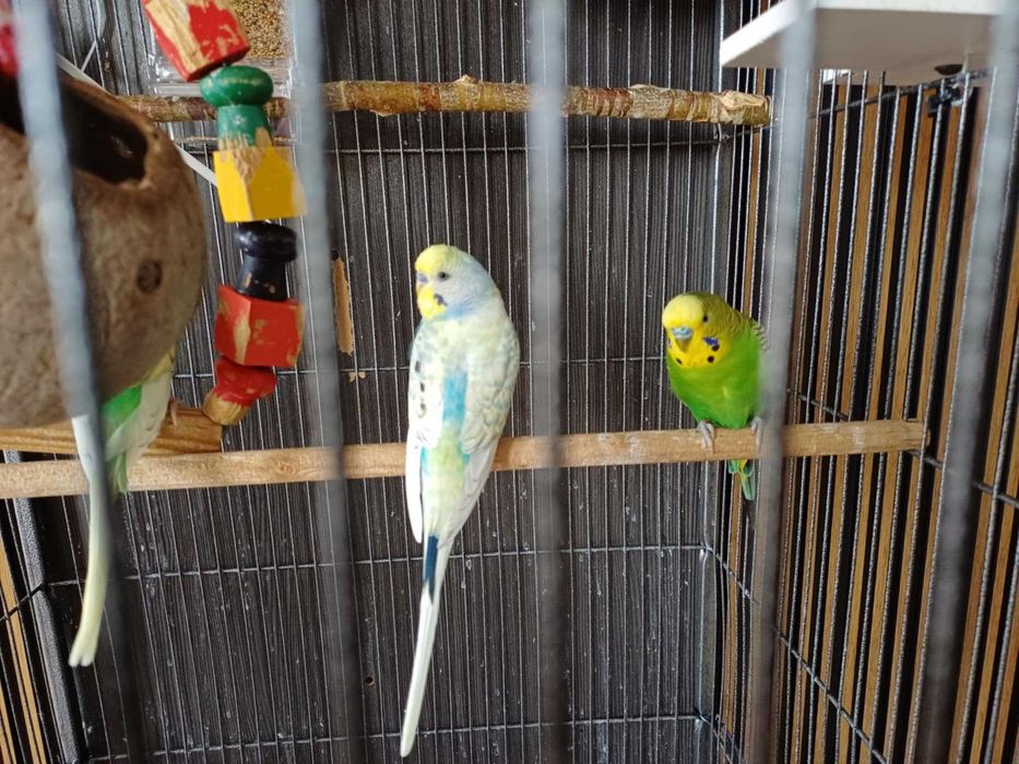Papugi Faliste wraz z dużą wolierą