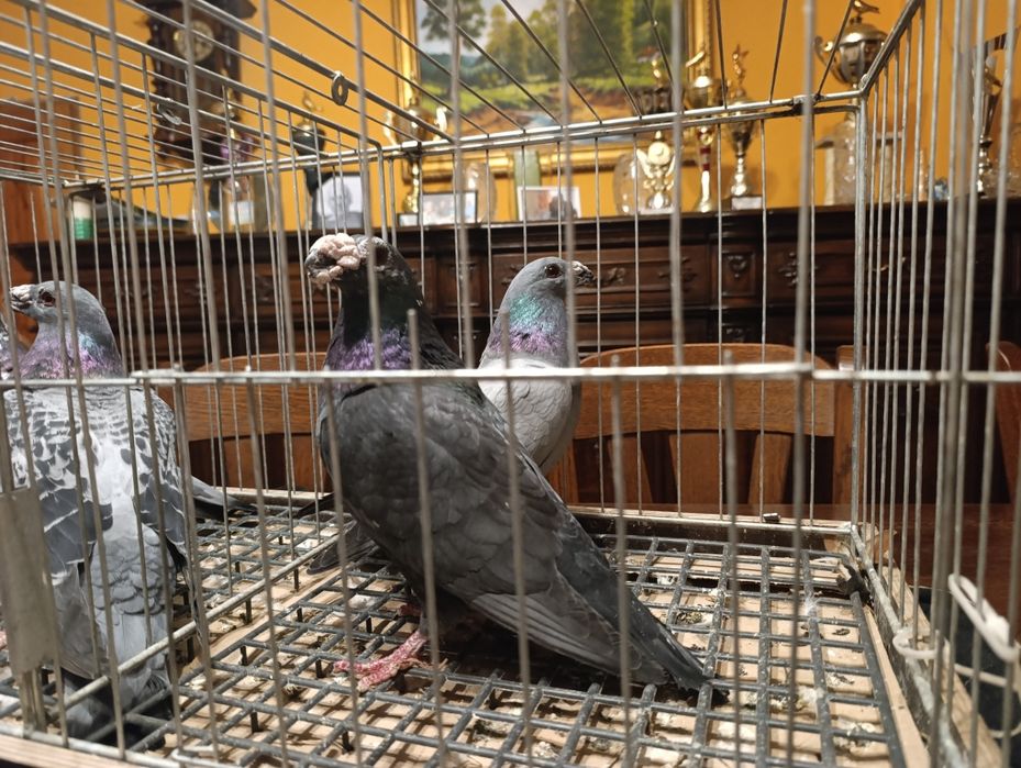 Dragon, dragony, wysyłam, gołębie ozdobne