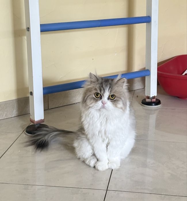 Доросла шотландська кішка