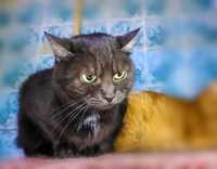 Кішка молода чорна, метис британськой Челсі, шукає дім, стерилізована