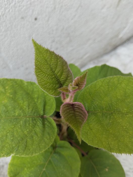 Muda de kiwi para venda