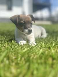 Jack russell terrier - piękna suczka!