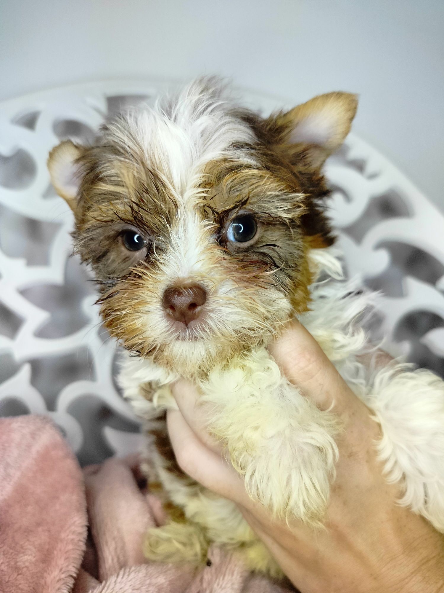 Yorkshire Terrier, White Ocean Pearl, suka