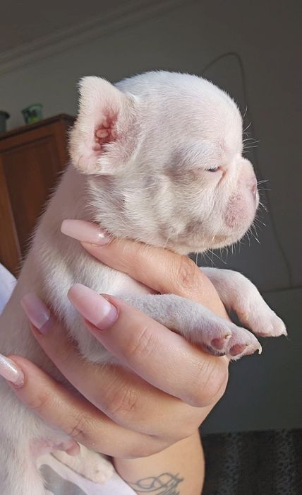Bulldog Francês New shade Platinum
