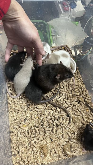 Крысы дамбоухие,ручные,Харьков