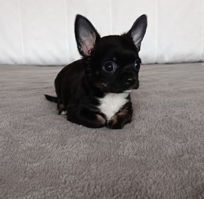 Чихуахуа-маленький компаньон для души