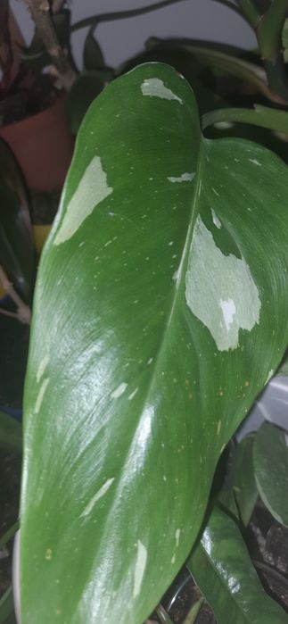 Філодендрон Біла принцеса