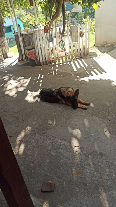 Продам кобеля німецької вівчарки 5 місяців