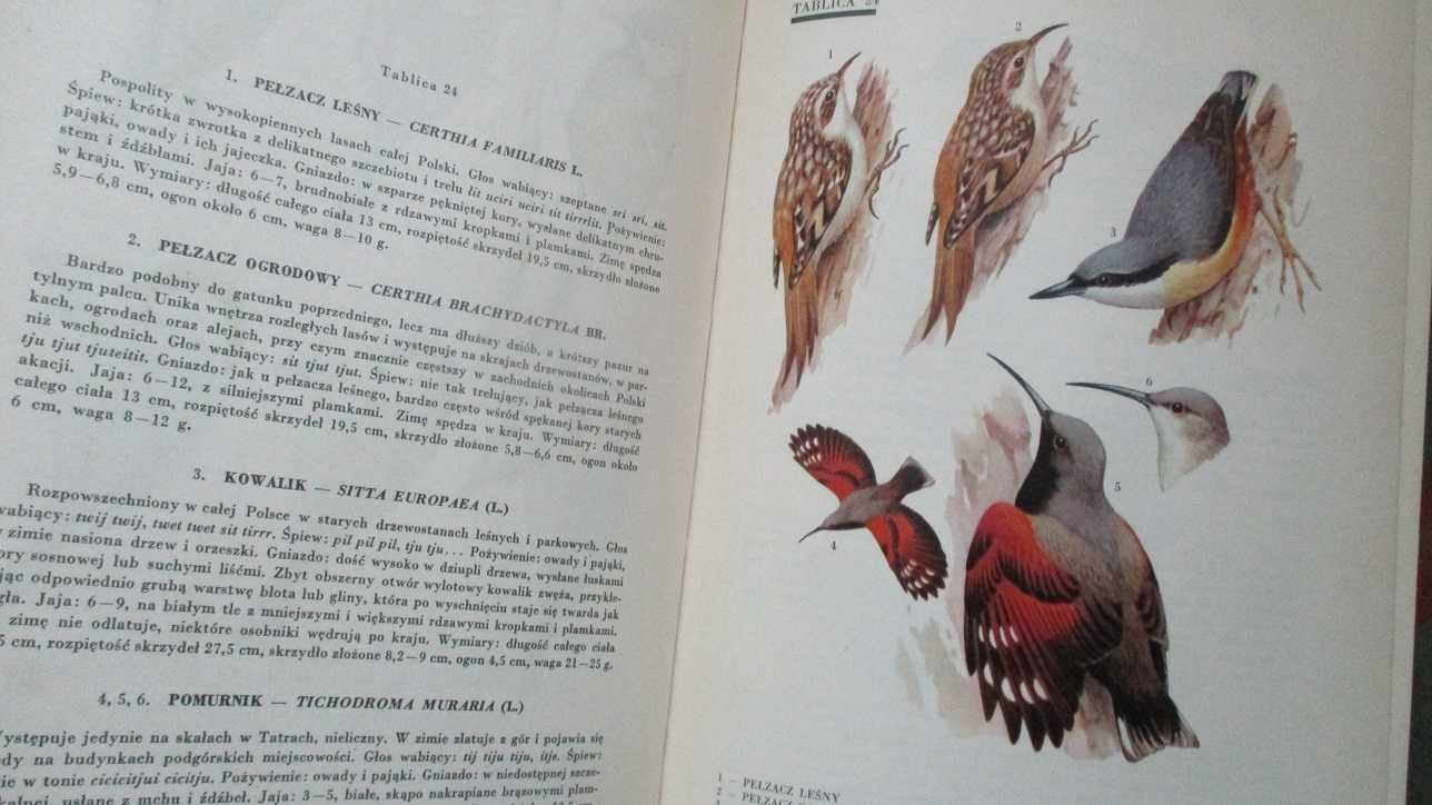 Ptaki Polski - J.Sokołowski / ptaki / atlas / fauna/przyroda