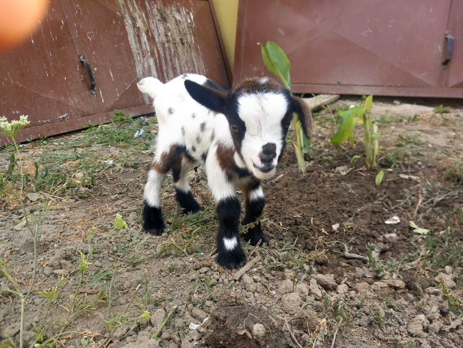 Cabrito Anão 7 meses