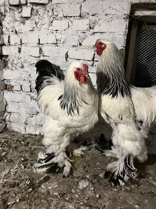 Півні або сімя світлої брами 1+1