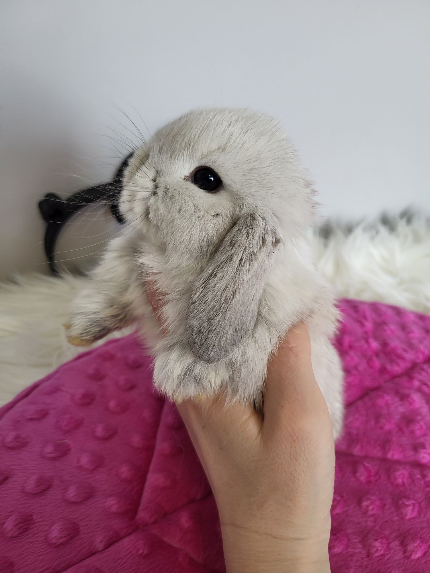 Króliczki Mini Lop Hod. Zarejes. WYPRAW. KSIĄŻECZ. miniaturki karzełki