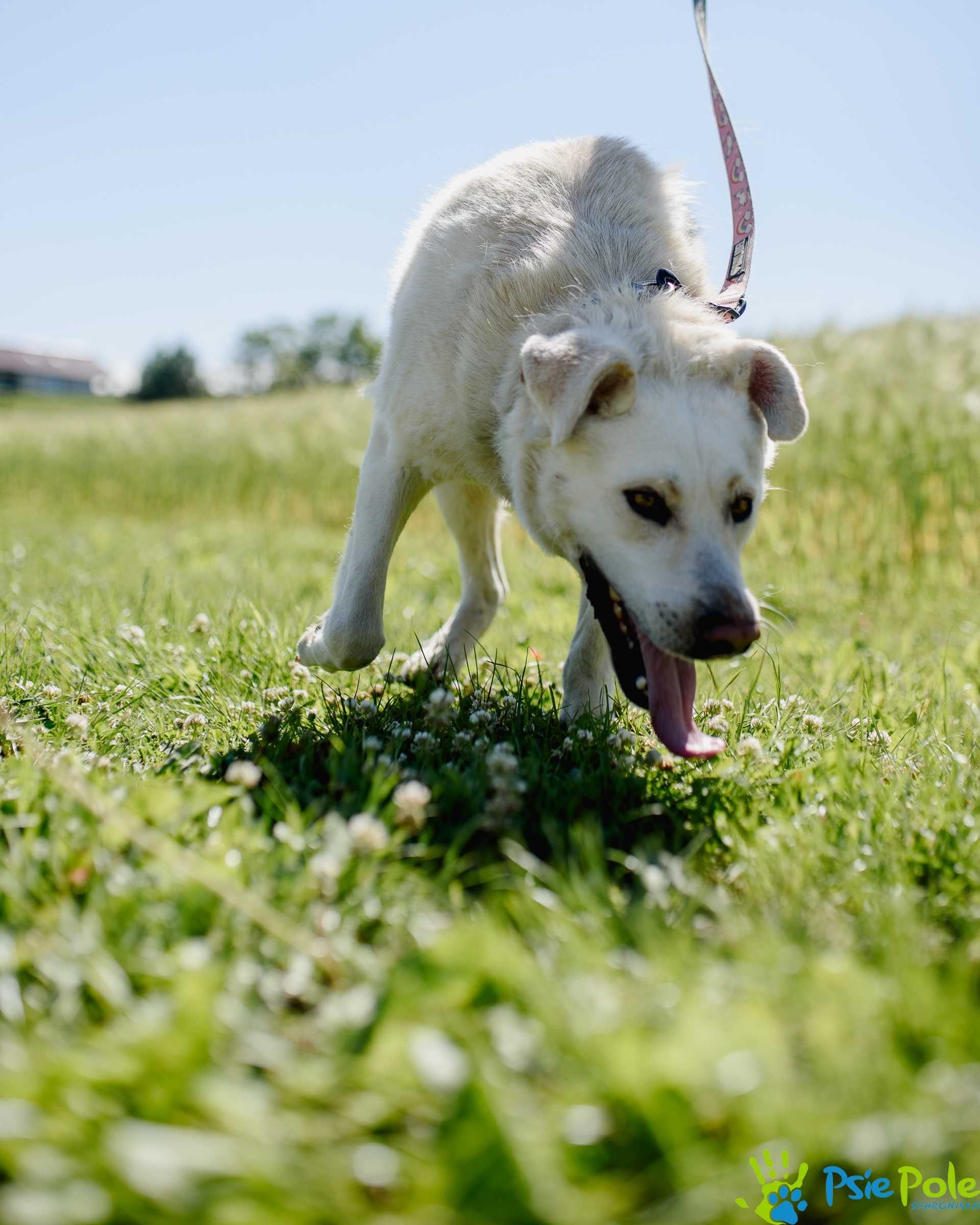 Carlos - młody, energiczny pies mix labrador SCHRONISKO