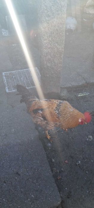 Galos garnizos pombas King