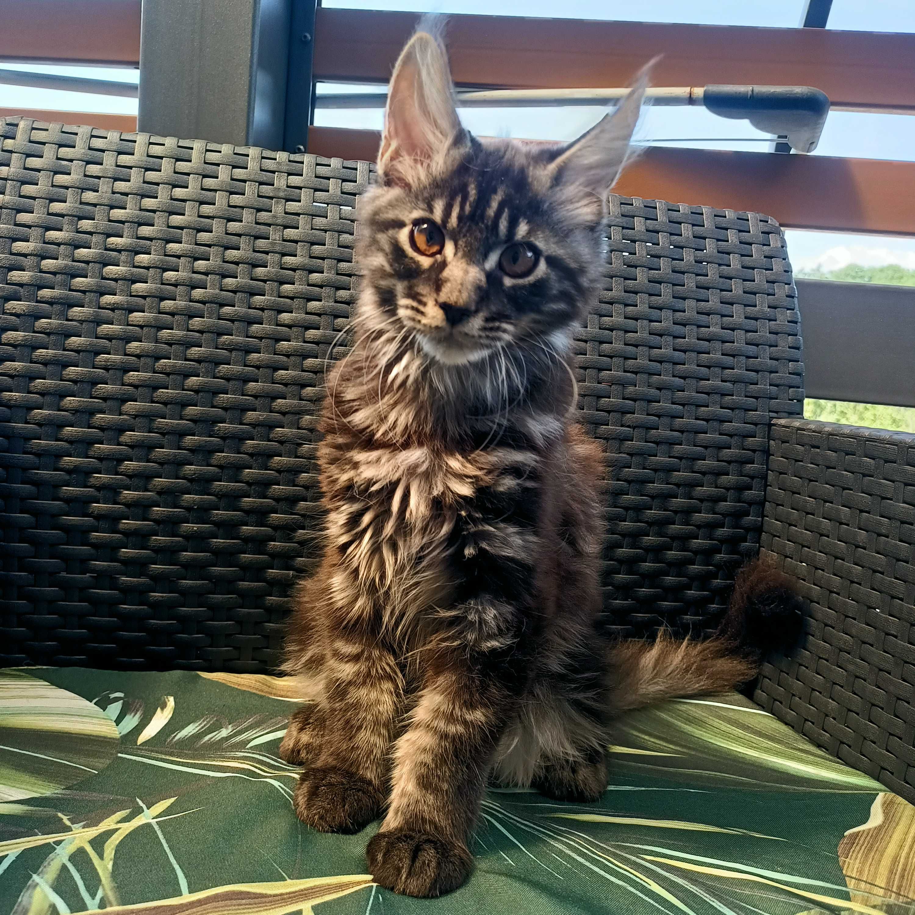 kocurek Maine coon FPL