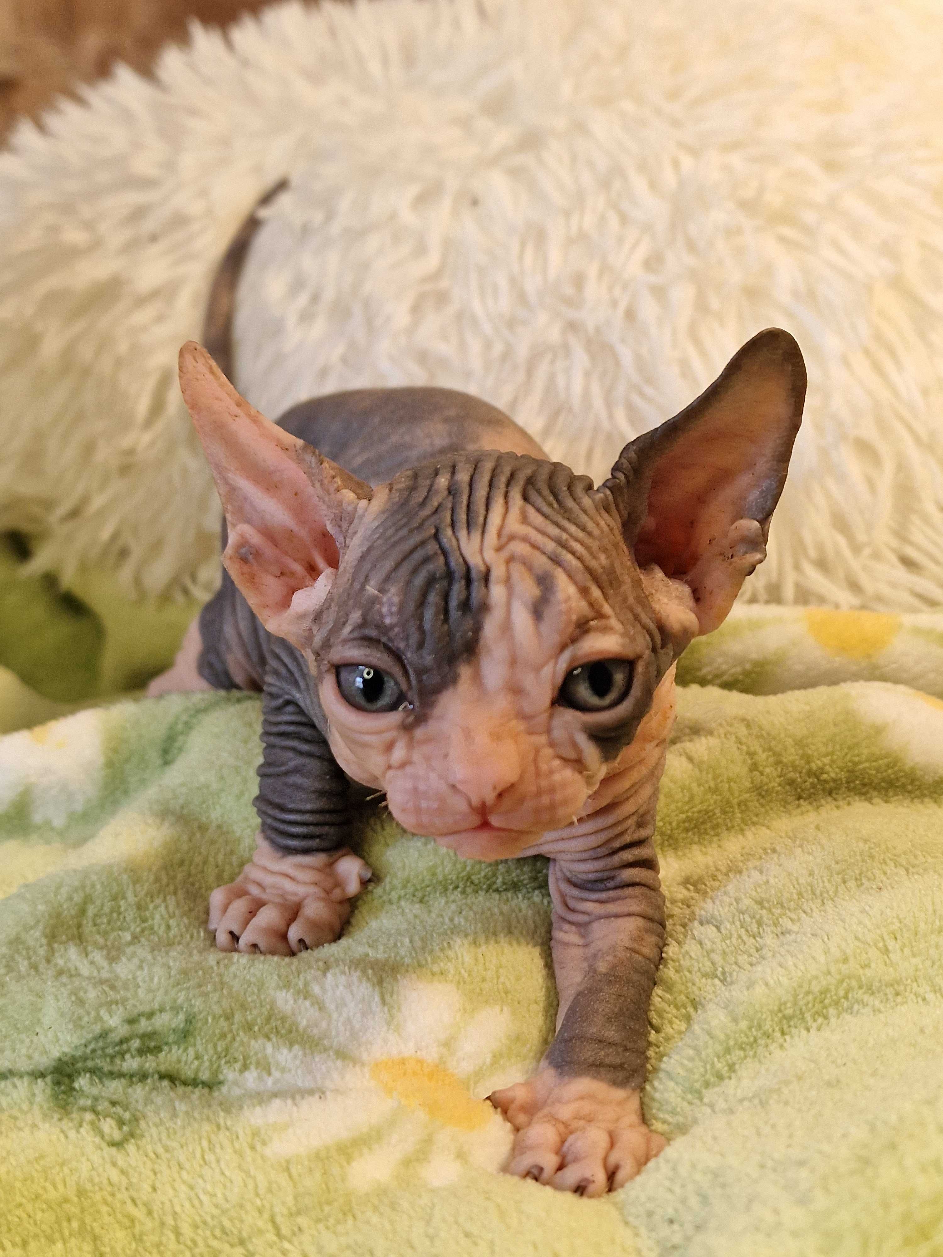 Gatinho Canadian Sphynx