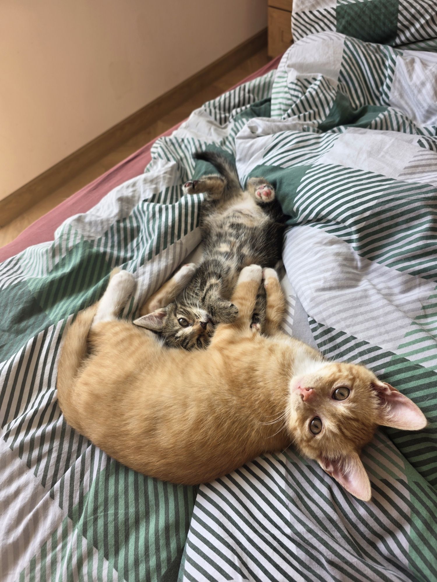Mała kotka do adopcji Kitusia
