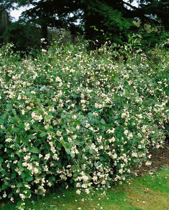 Живая изгородь снежноягодник (белоягодник)