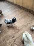 Sunia  maltipoo biało- czarna.