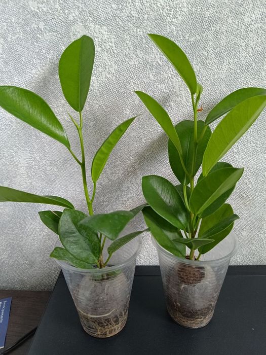 Дорослі фікус бонсай, та дітки Мокламе