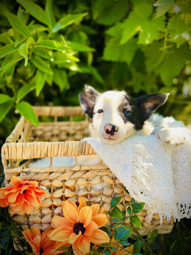 Menino border collie preto e branco