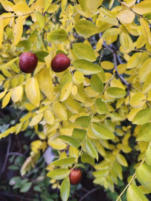 Árvores frutíferas exóticas e tropicais