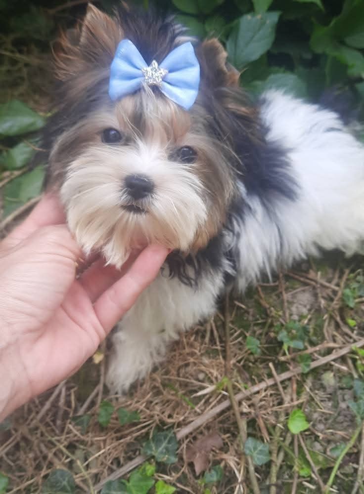 Yorkshire terrier l biewer miniaturka chlopak