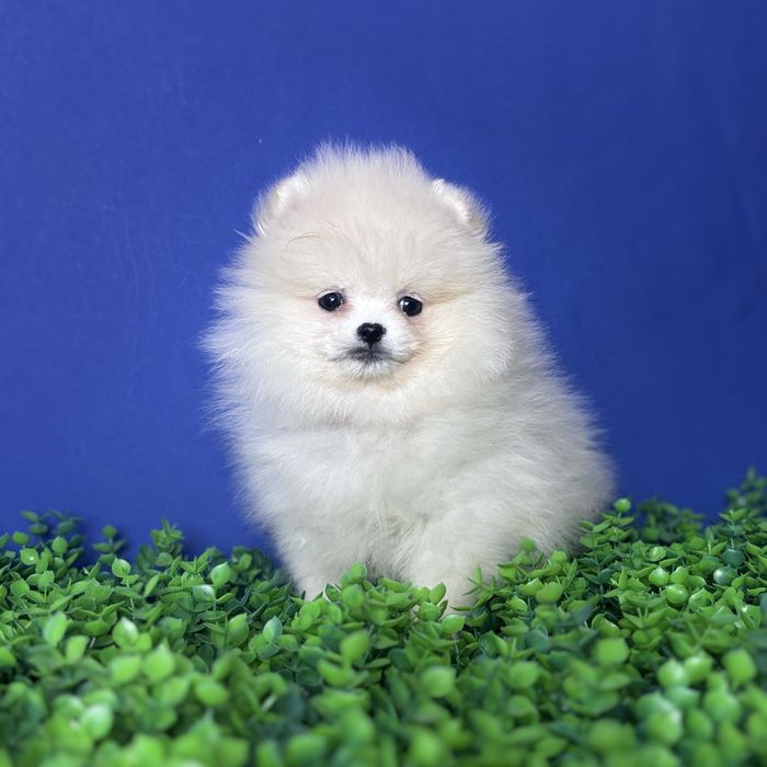 хлопчик шоу классу тип ведмедика