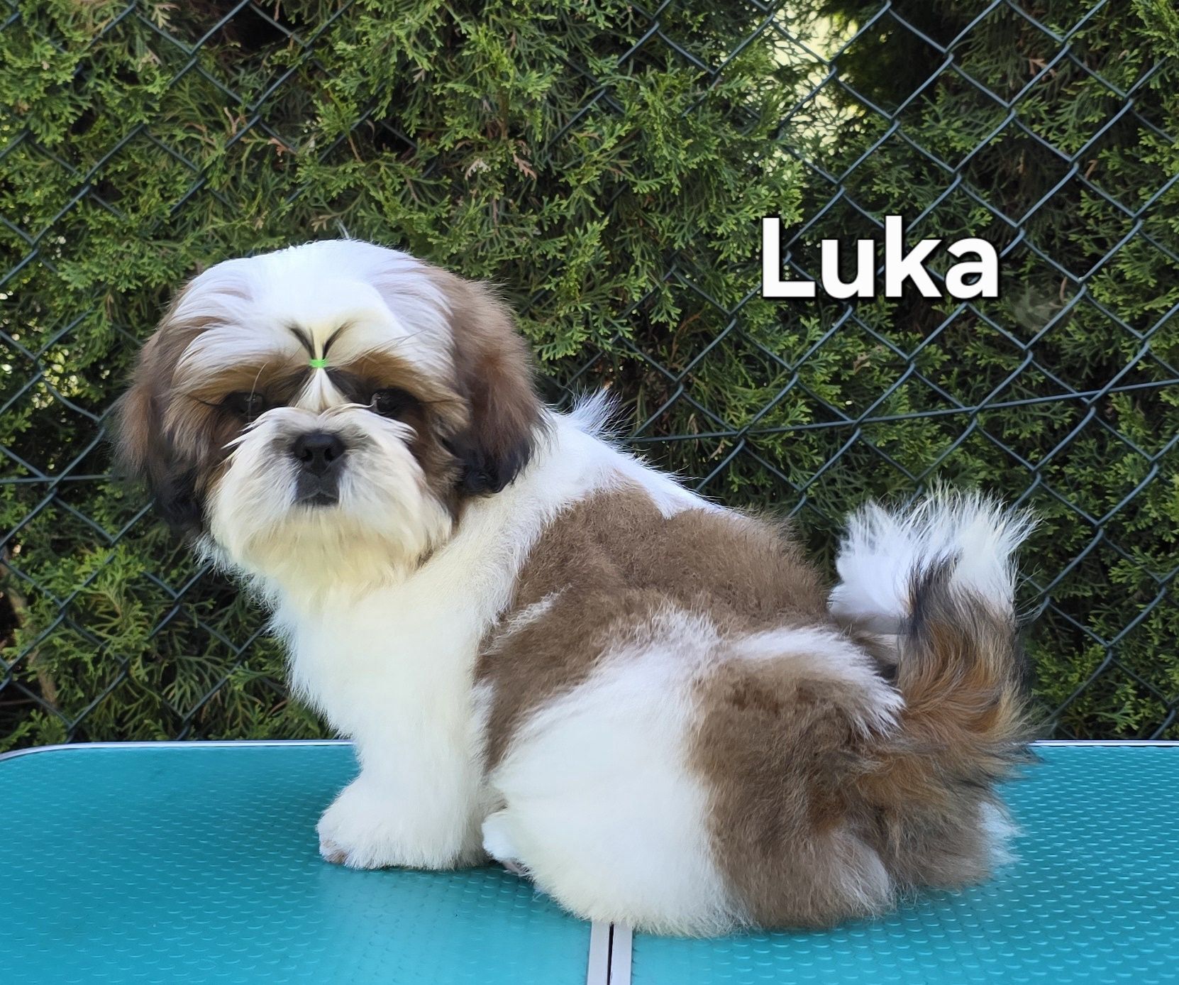 Piesek Shih tzu ZKWP