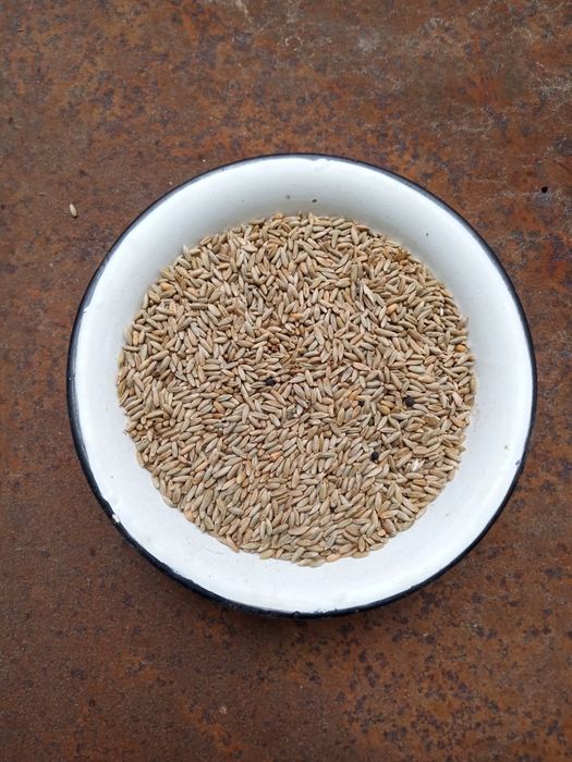 Sprzedam żyto ozime młynkowane