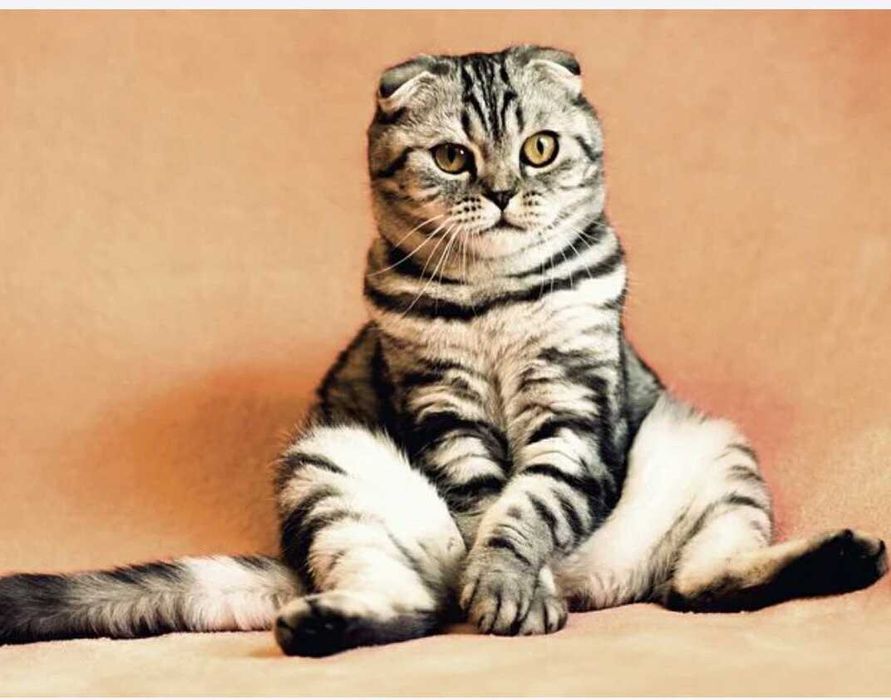 Грумер. Грумінг для Ваших домашніх улюбленців (собак та котів )