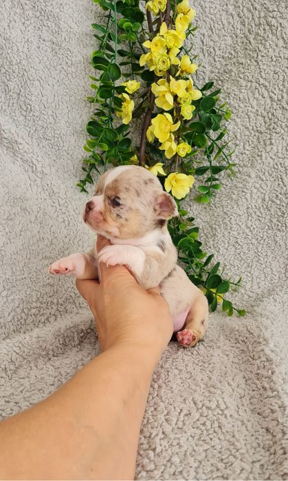 Excecional menino merle Chihuahua/Chiuaua. LinhagemRussa