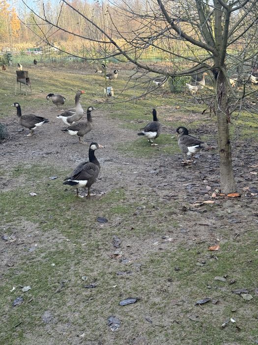 Mieszanka gesi kanadyjskiej z Landes