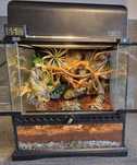 Exo terra 30x30x30 terrarium bioaktywne ptasznik modliszka gekon drzew